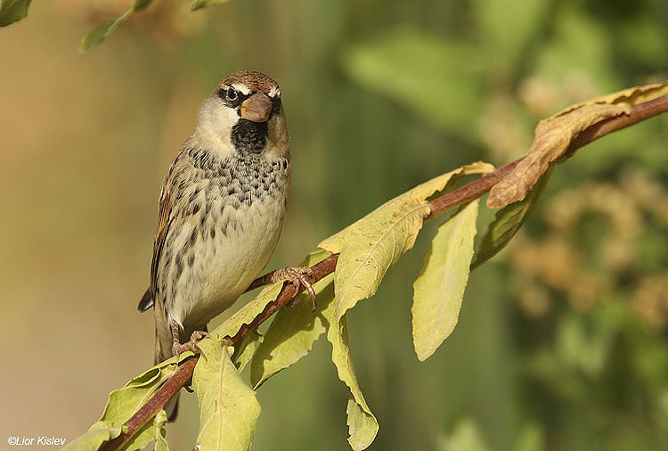    Spanish Sparrow  Passer hispaniolensis                        Jordan valley 18-10-10 Lior Kislev